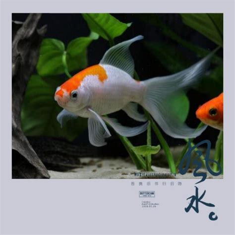 風水魚有哪些|養魚能招財，10條最實用的養魚風水（你一定要知道）。